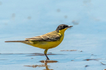 Yellow Wagtail (feldeggi)