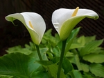 Arum Lilies