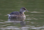 Little Grebe