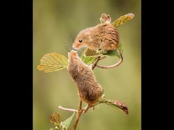 Wildlife Photographs portfolio