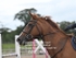 BPP_0609