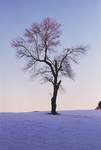 TheTree2007Layer170017
