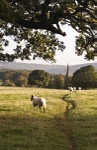 Sheep Chatsworth Park