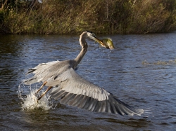 Great Blue Heron _0052