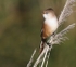 Female Bearded Tit
