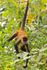 Spider Monkey in a tree above Turtle Beach Lodge, Tortuguero