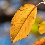 Wild Cherry (Prunus avium)