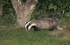 Male Badger