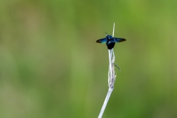 Carpenter Bee