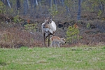Reindeer