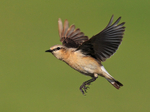 Wheatear portfolio