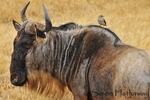 Tanzania portfolio