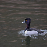 Aythya affinis Lesser Scaup Nonbreeding Male