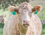 COW BLING - BRUCE COUNTY