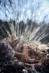 Frost Explosion