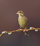 Greenfinch - Carduelis chloris