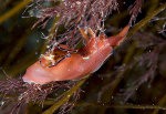 Aplysia punctata