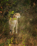 safari-352