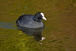Coot