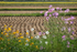 18 Cut Fields with Cosmos