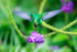 Canivet's Emerald (male) hovering above flower, Costa Rica