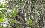 Young male mandrill