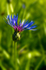 Flower - 3652