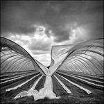 FALLEN ANGEL