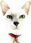 Cat-Sitter-Putney-Barnes-SW15