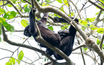 Hoolock Gibbons