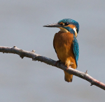 Kingfisher perched on a branch at Otmoor
