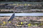 Blue Heron Watching