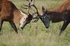 Red Deer
