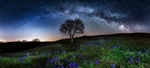z3774 Bluebells under the Milky way, Ventnor Down