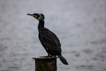 Cormorant