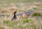 Red Grouse
