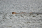Otter