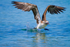 Blue-footed Booby 3