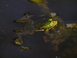 Edible Frog