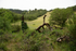 Cattle field