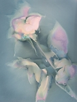 Rose #1