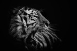 Amur Tiger-RLP_9314