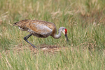 Sandhill Crane lowering onto eggs, Viera Wetlands, Florida