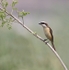 Brown Shrike