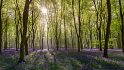 Bluebell woods Micheldever