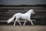 SBM_004060