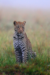 Leopard in the morning mist