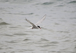 Arctic Tern