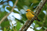 Silver-throated Tanager, El Silencio Lodge, Costa Rica