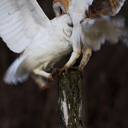 Barn Owls Fighting